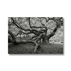 Monochrome Giant Creepy Tree  Canvas