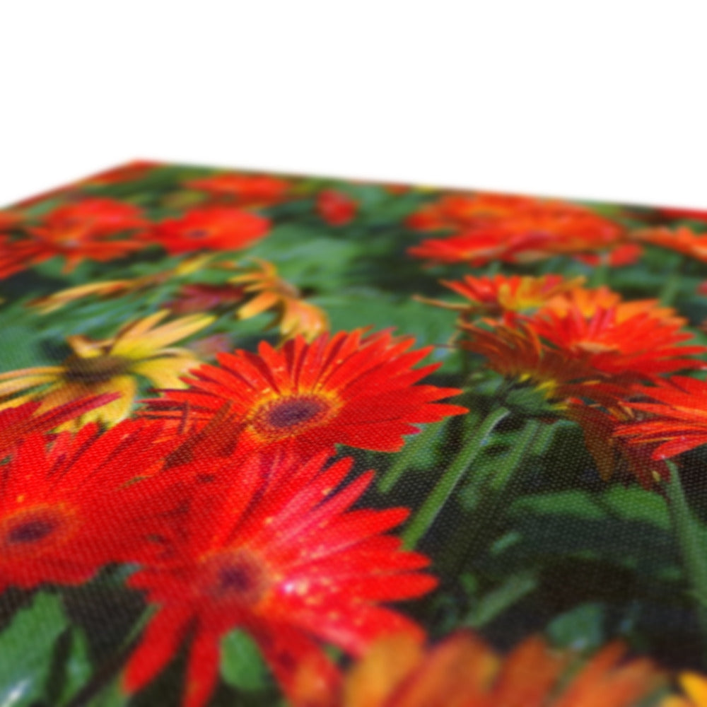 Field Of Elegant Gerbera Daisy Flowers Canvas