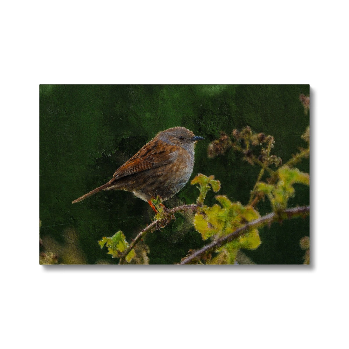 Sparrow On The Branch Canvas