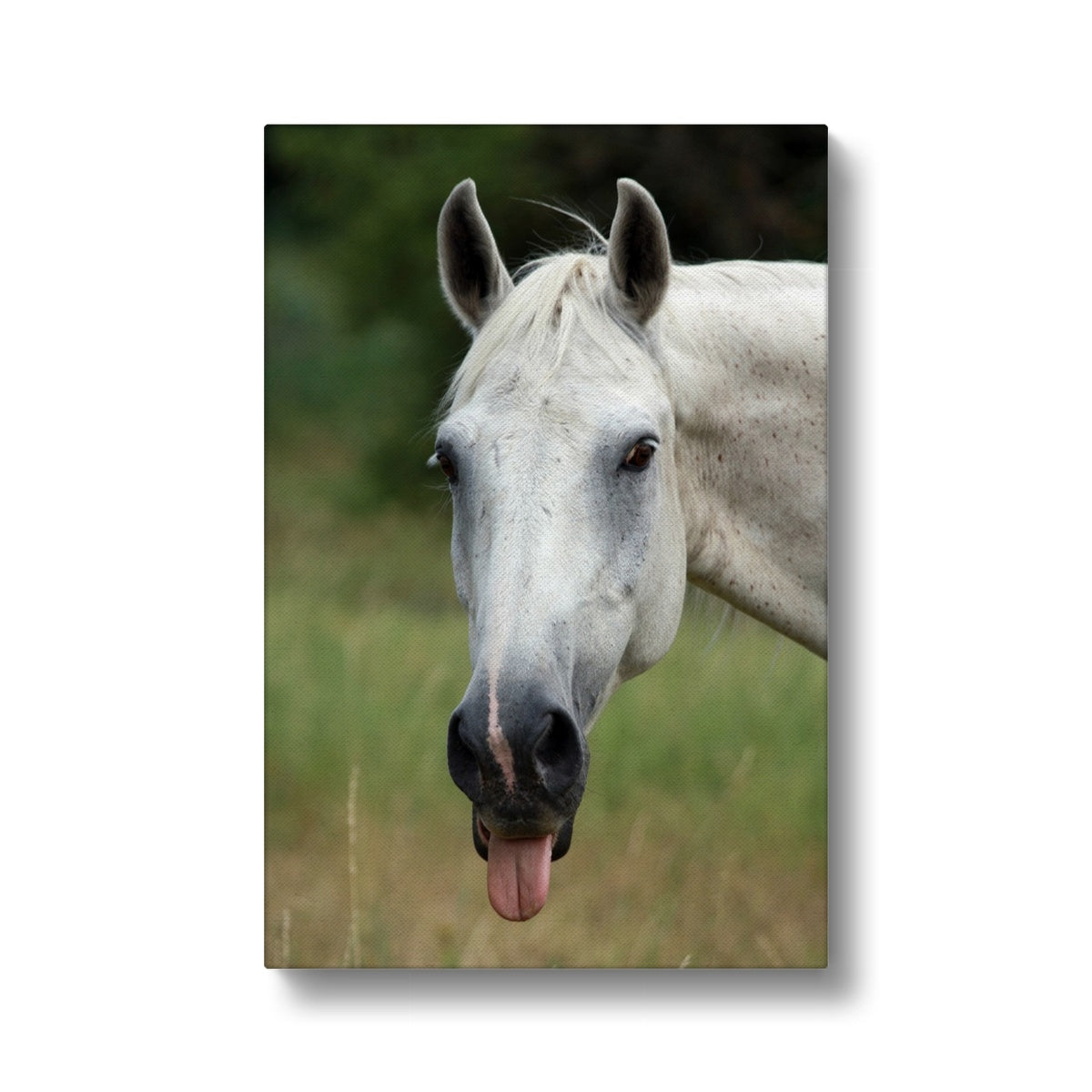 White Horse With Tongue Out Canvas