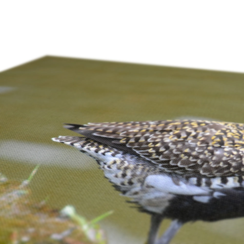 Graceful Golden Plover Chick  Canvas