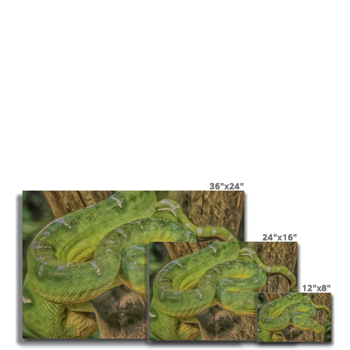 Emerald Tree Snake Canvas