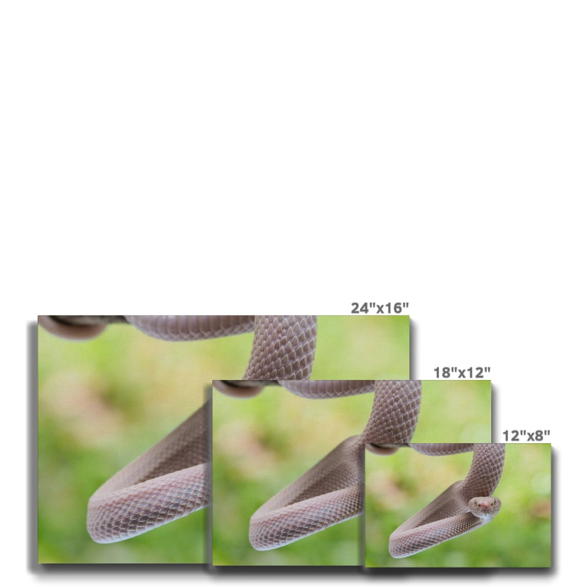 Ethereal Pink Snake Canvas