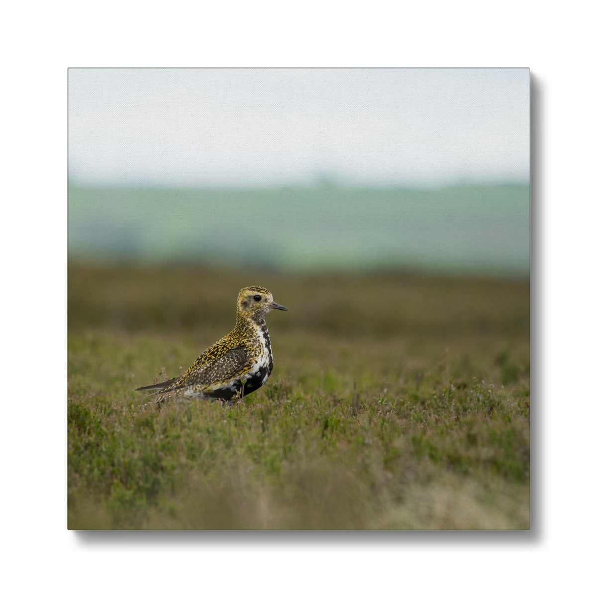 Opulent Golden Plover Chick Canvas