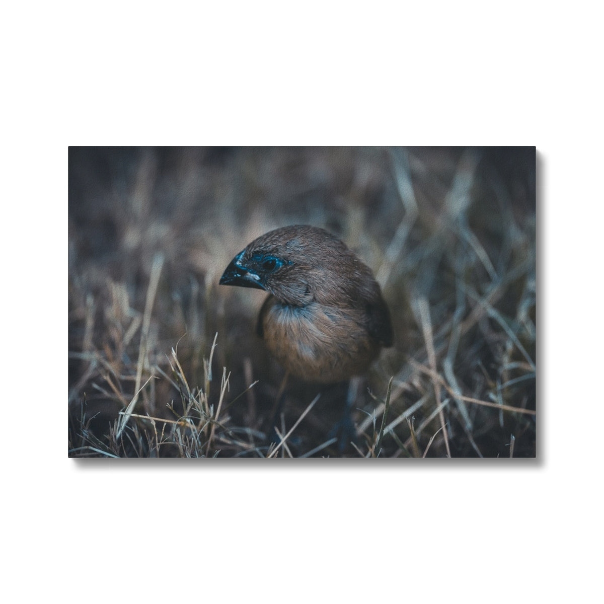 Sparrow In Grass Canvas