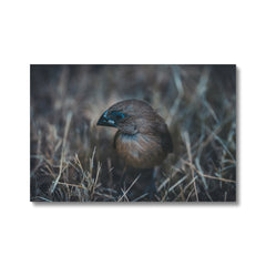 Sparrow In Grass Canvas
