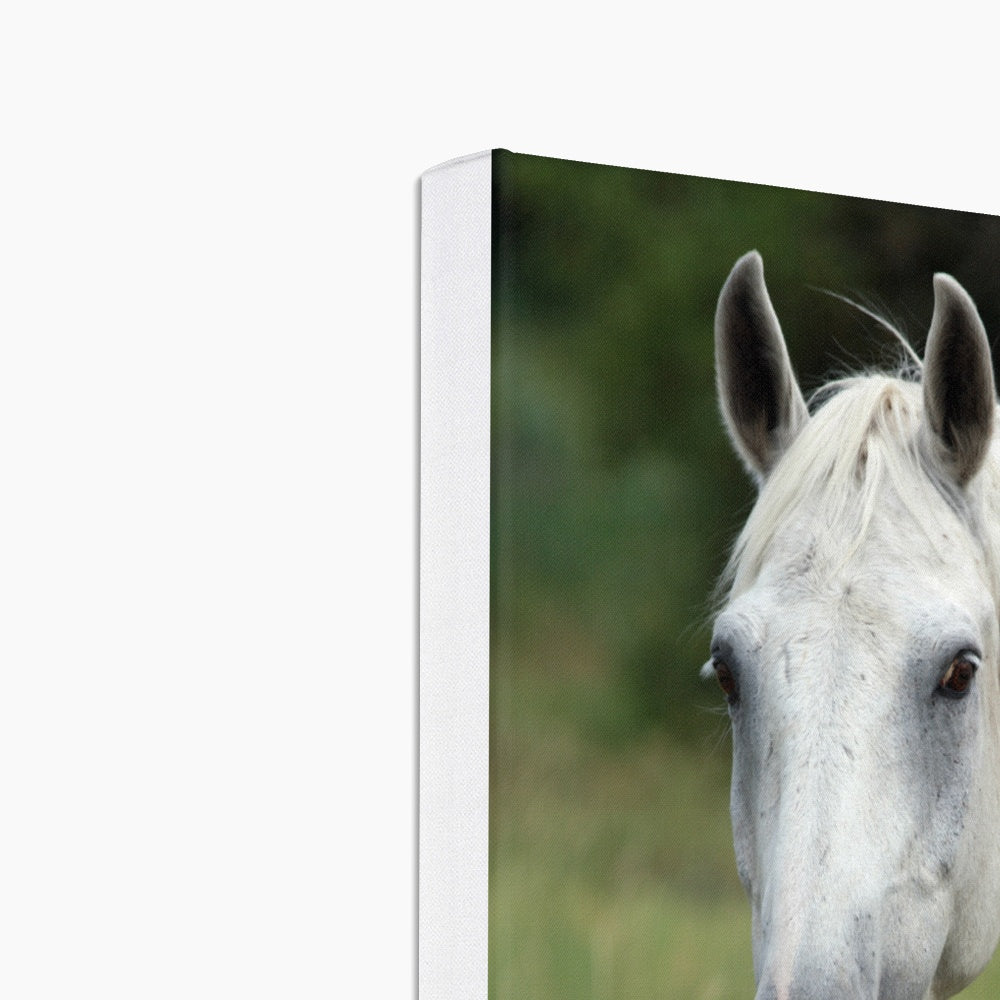 White Horse With Tongue Out Canvas