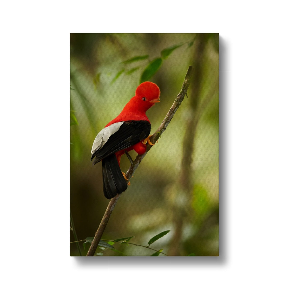 Elegant National Bird Of Peru Canvas