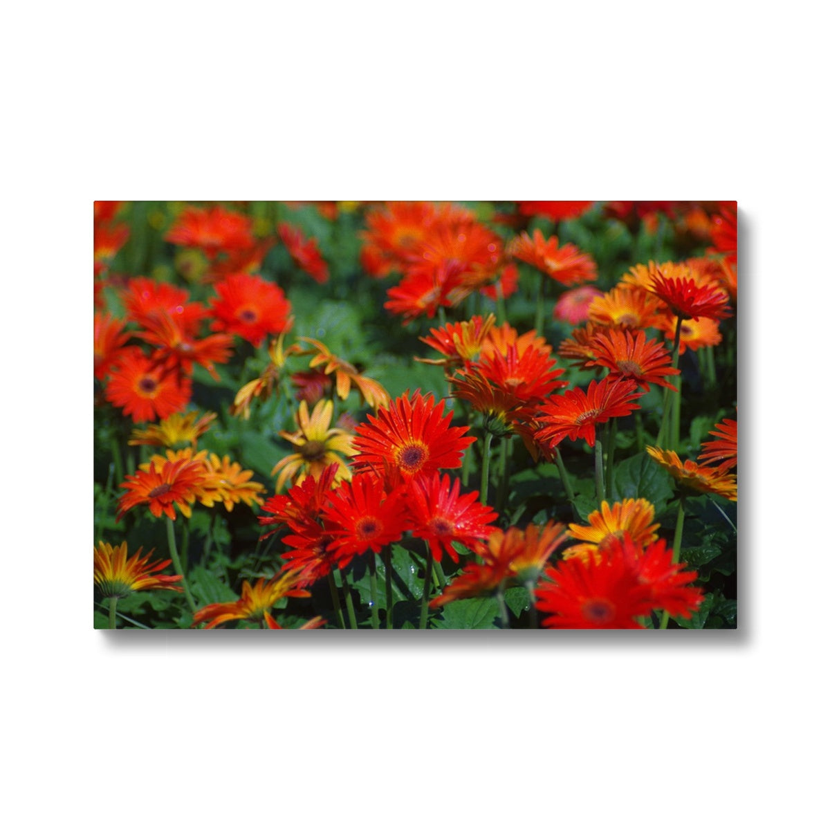 Field Of Elegant Gerbera Daisy Flowers Canvas