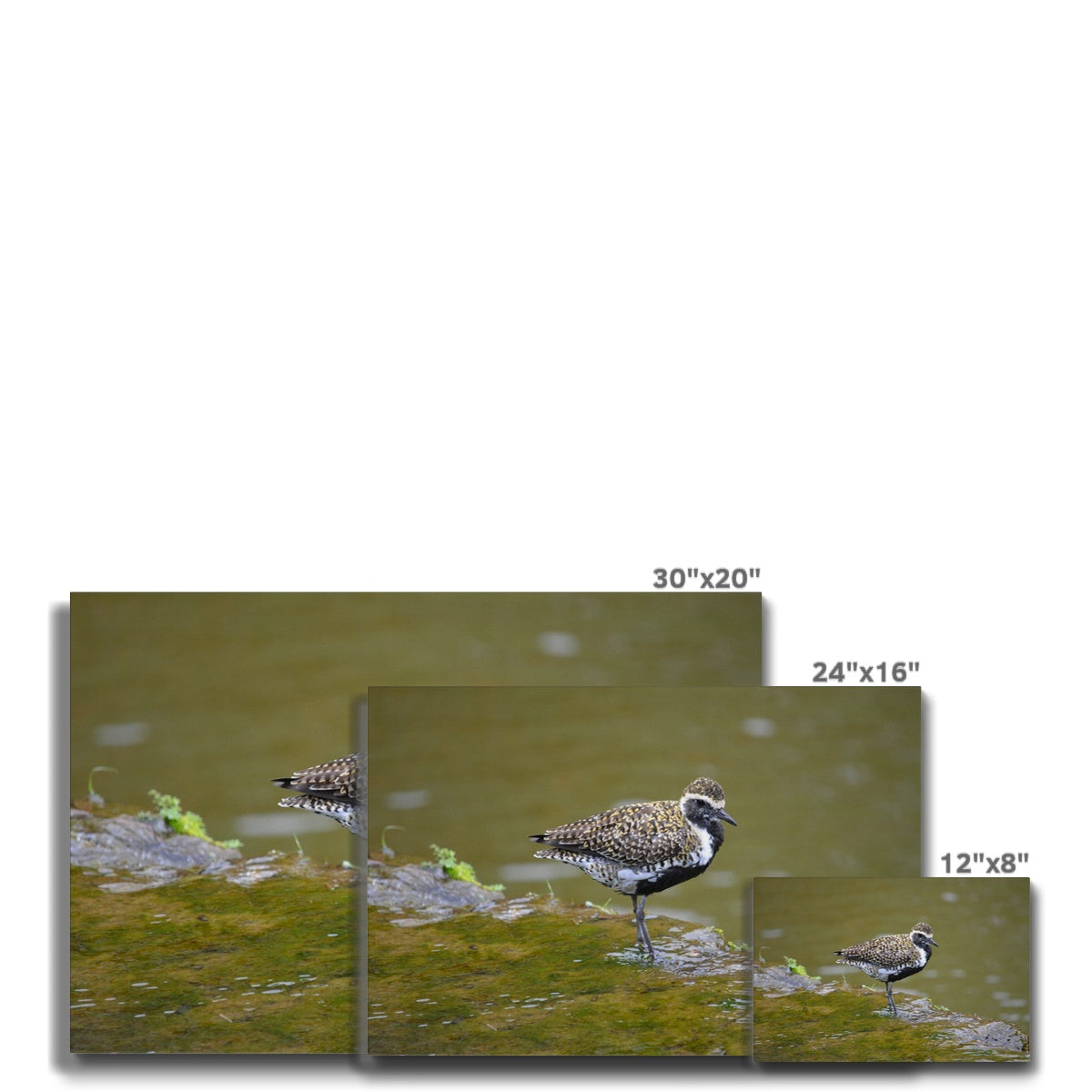 Graceful Golden Plover Chick  Canvas