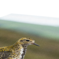 Opulent Golden Plover Chick Canvas