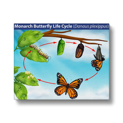 "Lifecycle Of Butterfly" Monarch Butterfly Illustration Canvas