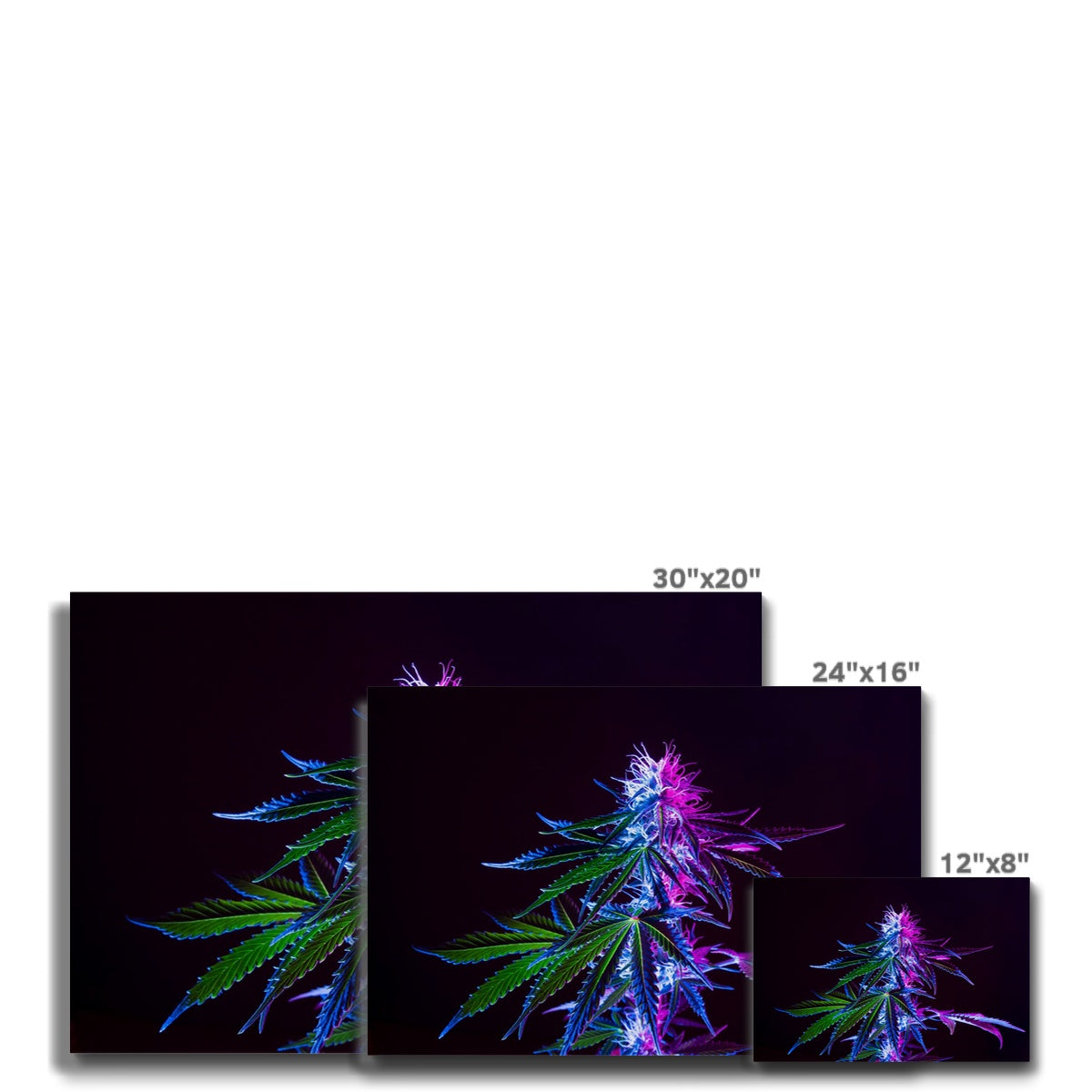 Green & Purple Marijuana Leaves Art Canvas