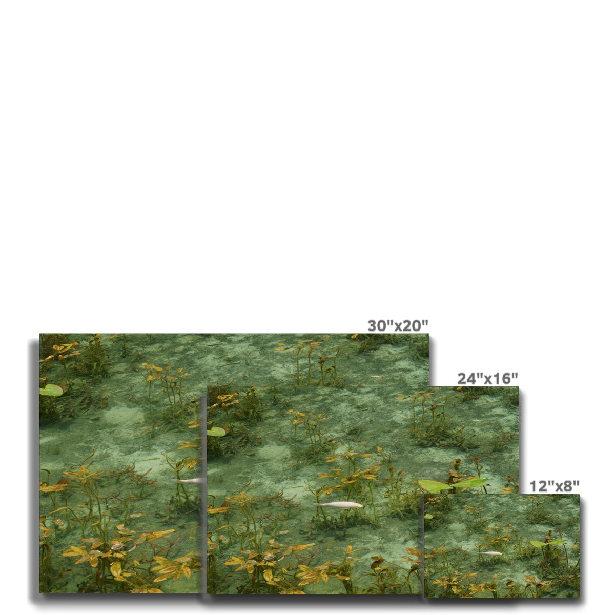 Fish In Water, In Claude Monet Style Canvas