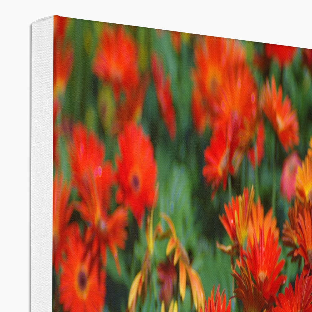 Field Of Elegant Gerbera Daisy Flowers Canvas