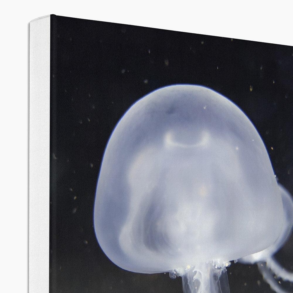 White Jelly Fish Painting Canvas