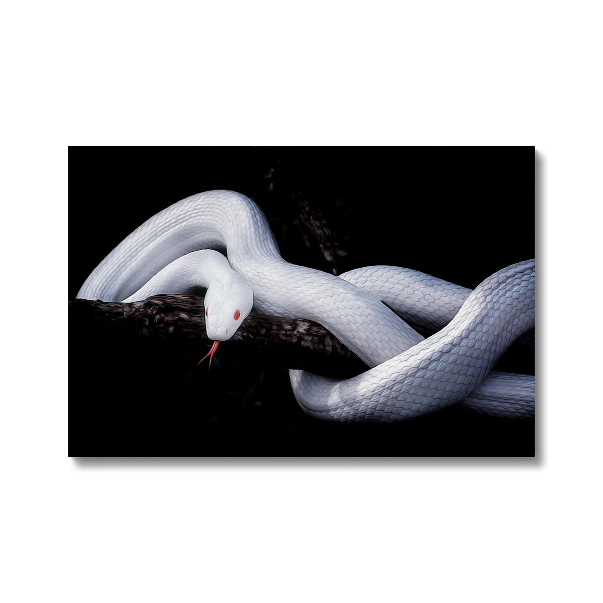 Majestic White Snake Canvas