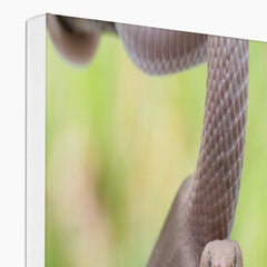 Ethereal Pink Snake Canvas