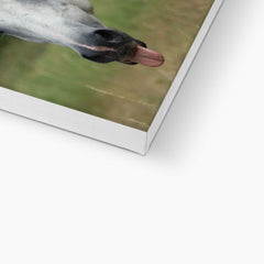 White Horse With Tongue Out Canvas