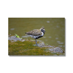 Graceful Golden Plover Chick  Canvas