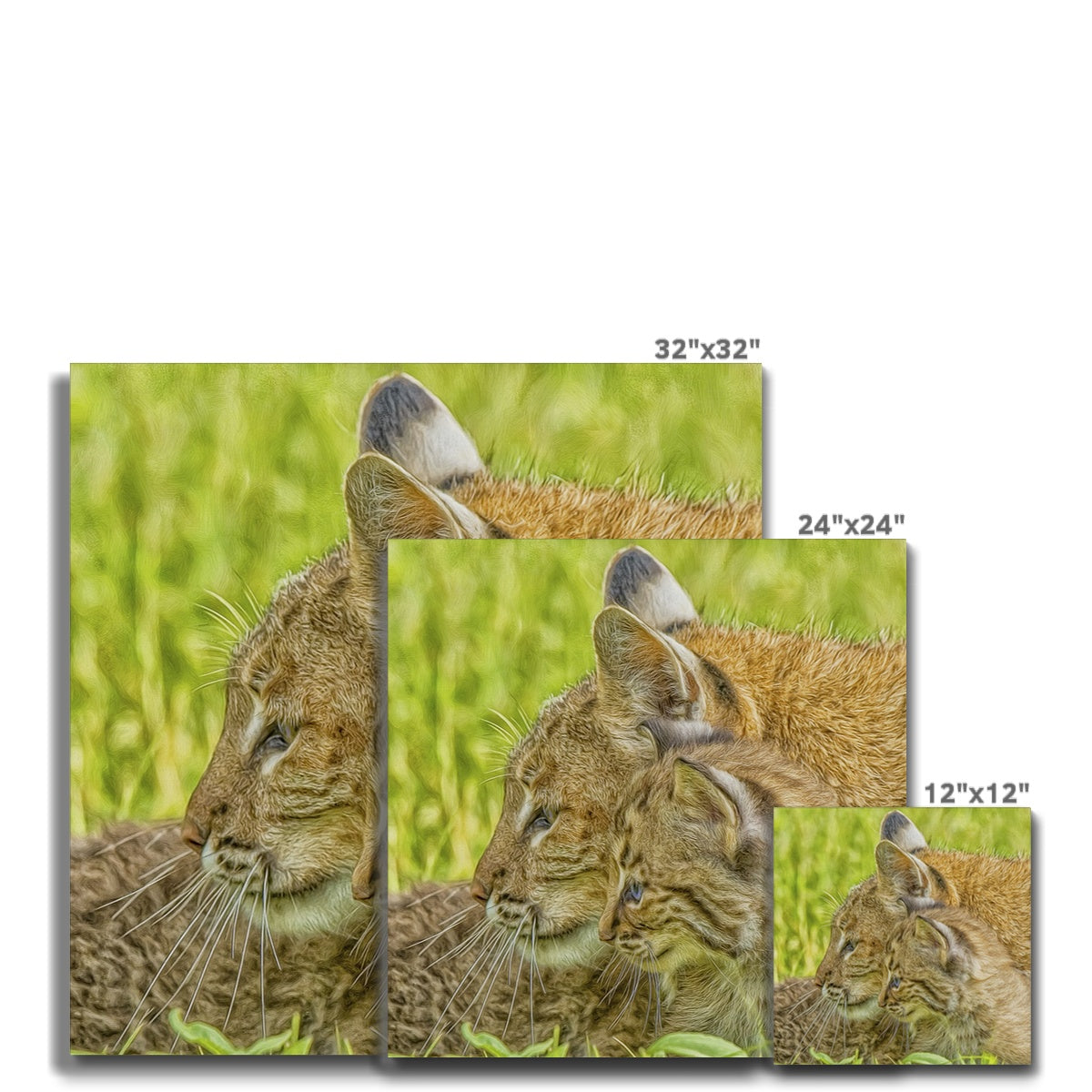 Bobcat Mother & Kitten Canvas