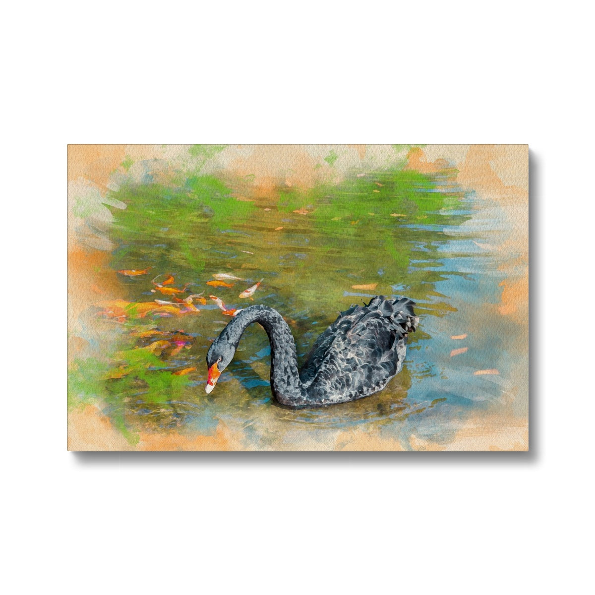 Black Swan In A Lake Canvas