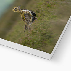 Opulent Golden Plover Chick Canvas