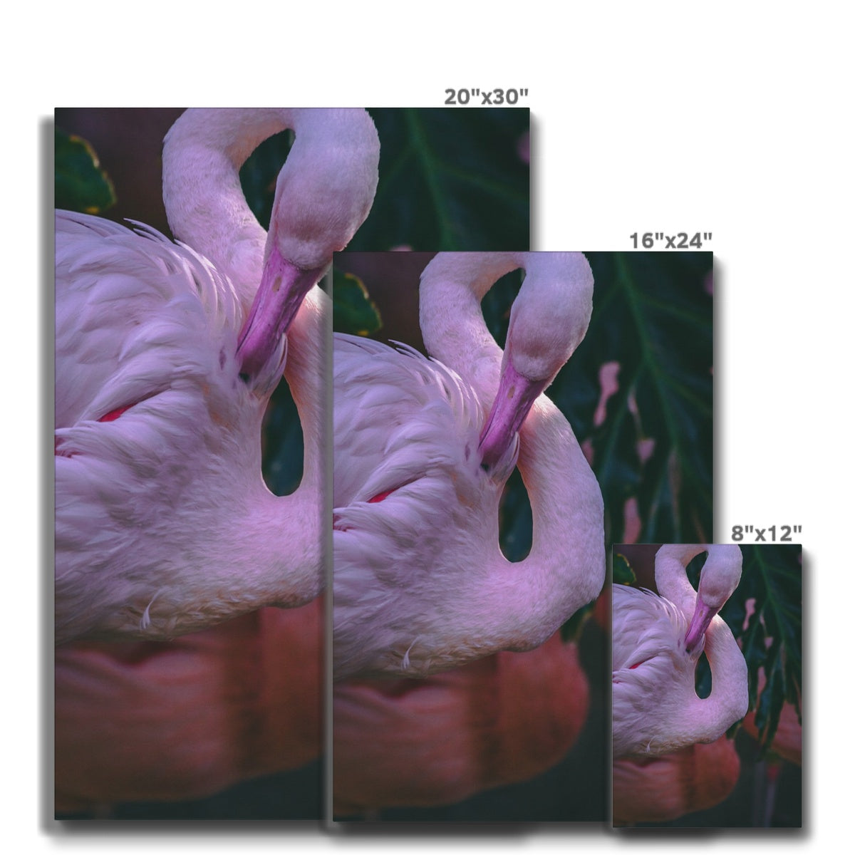 Profound Flamingo Portrait Canvas