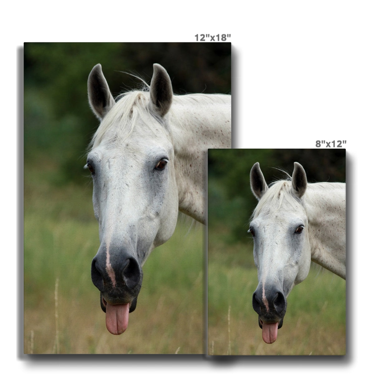 White Horse With Tongue Out Canvas