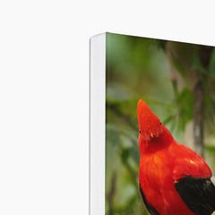 Picturesque National Bird Of Peru Canvas