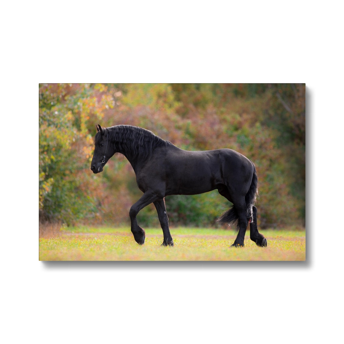 Charming Black Horse & Garden Canvas