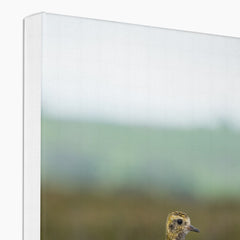 Opulent Golden Plover Chick Canvas