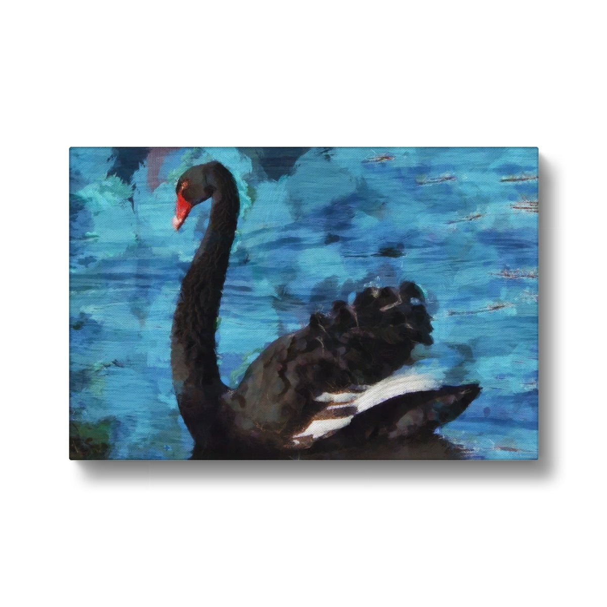 Stunning Black Swan Canvas