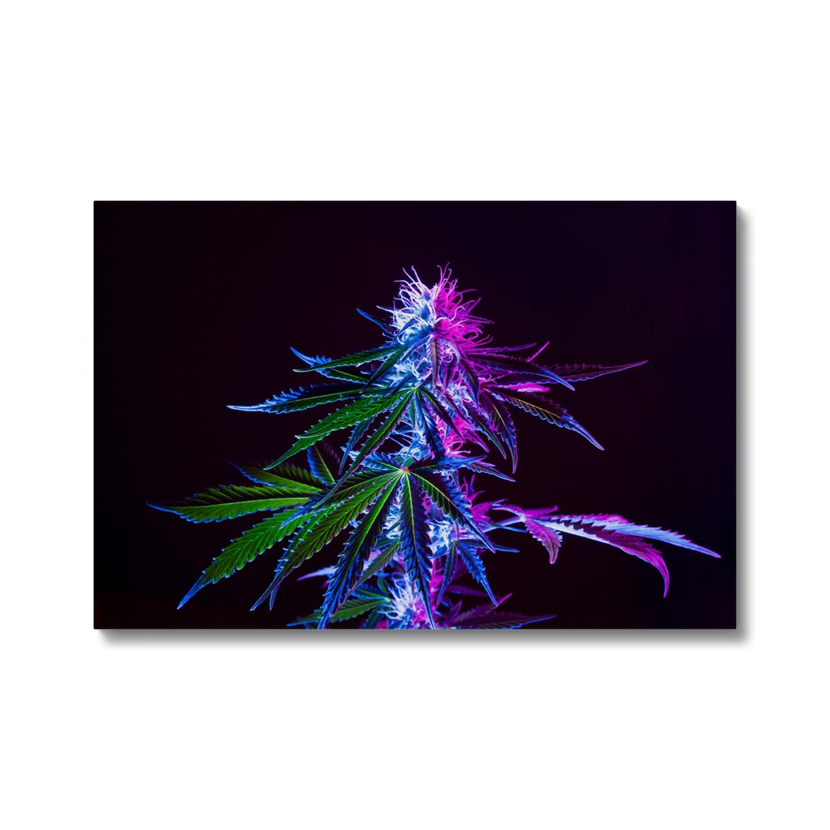 Green & Purple Marijuana Leaves Art Canvas