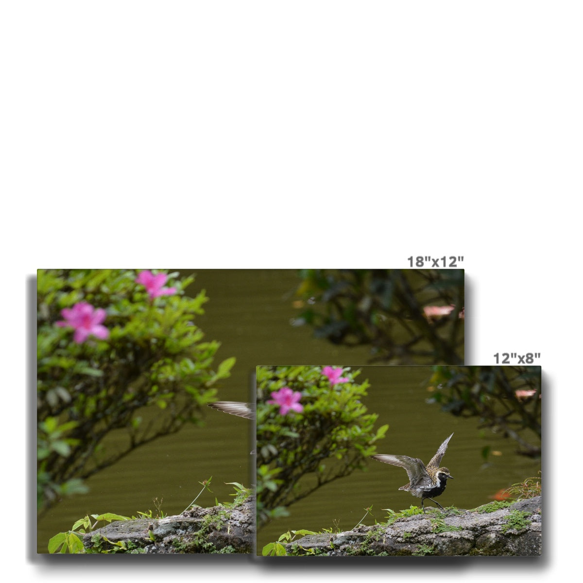 Amazing Golden Plover Chick  Canvas