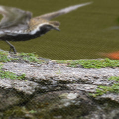 Amazing Golden Plover Chick  Canvas