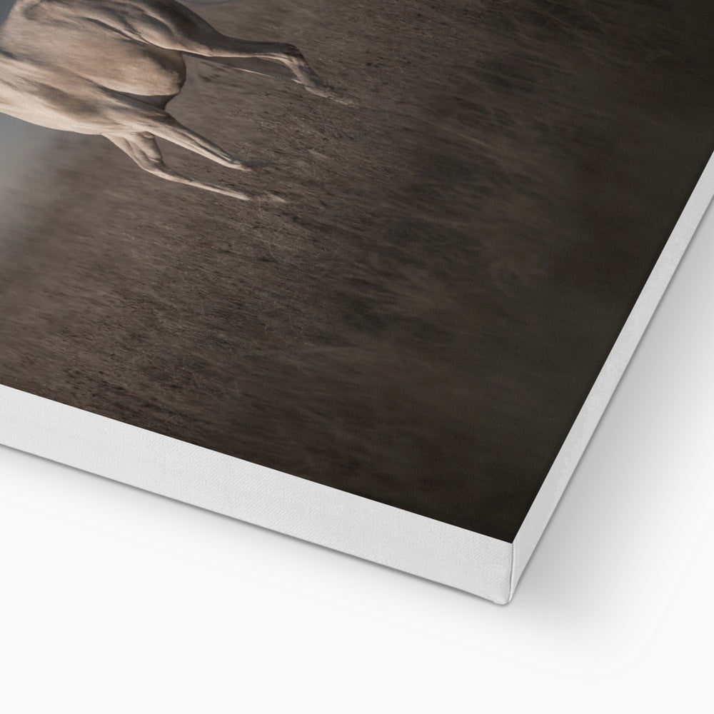 Striking White Horse Canvas