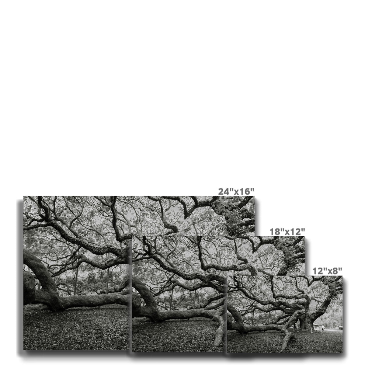 Monochrome Giant Creepy Tree  Canvas