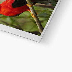 Picturesque National Bird Of Peru Canvas