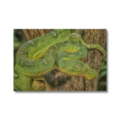 Emerald Tree Snake Canvas