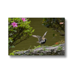 Amazing Golden Plover Chick  Canvas