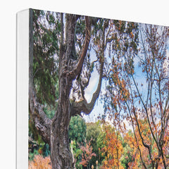 Autumn Trees At Lake Central Art Canvas