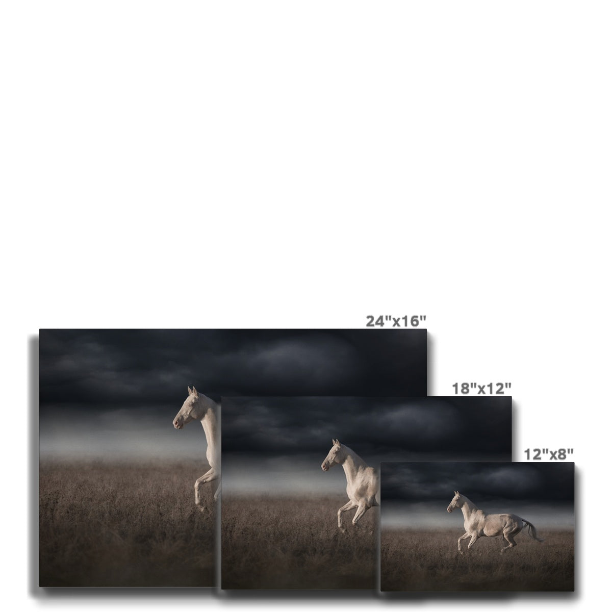 Striking White Horse Canvas