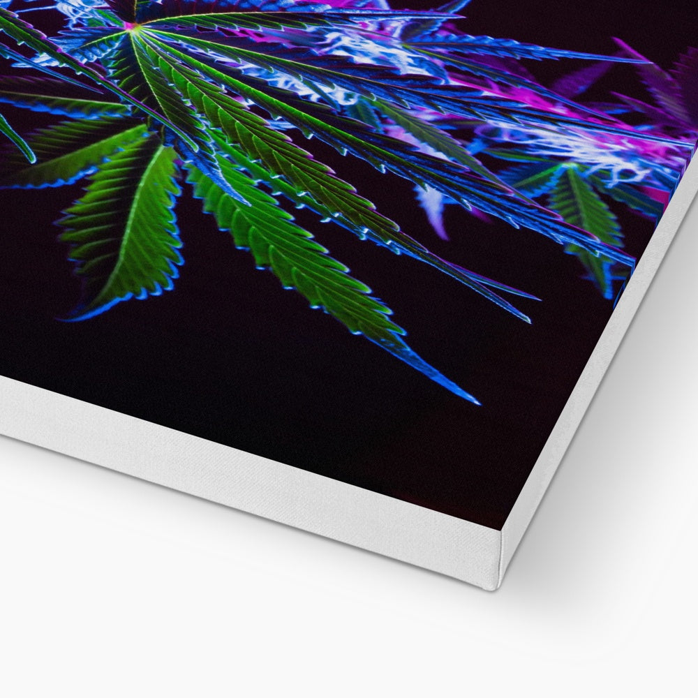 Green & Purple Marijuana Leaves Art Canvas