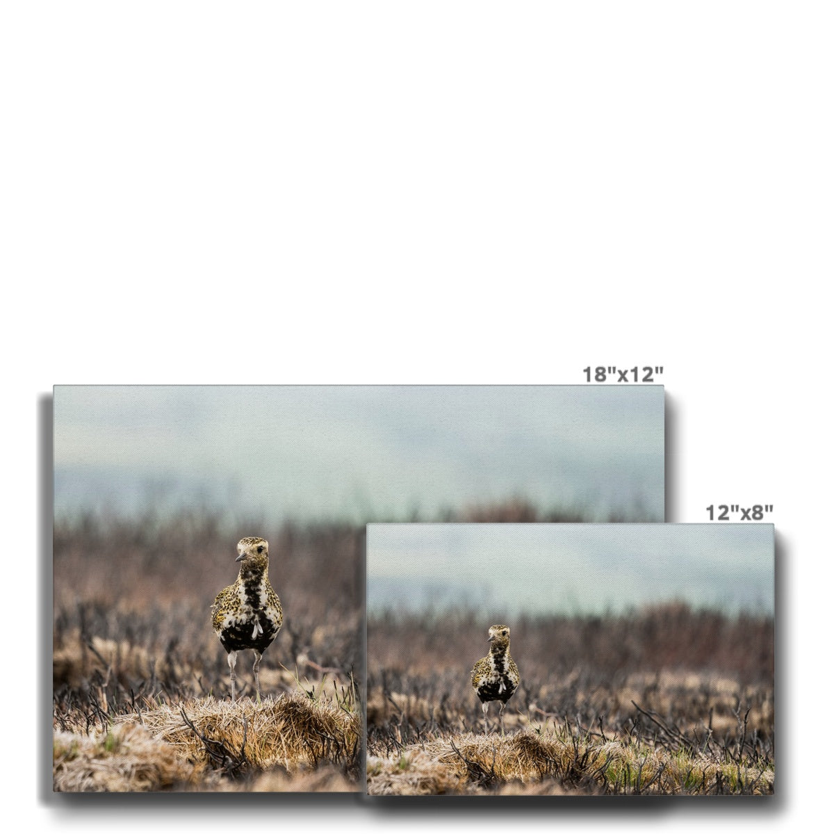 Golden Plover Chick Natural Beauty Canvas