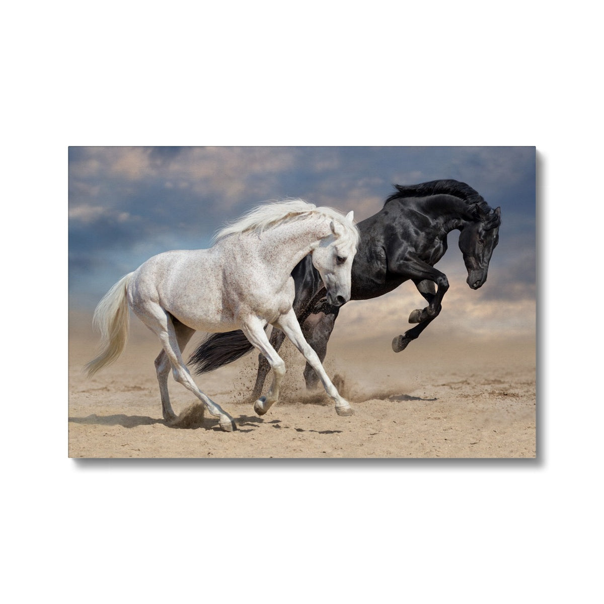 White ٴ & Black Horse Picture Canvas