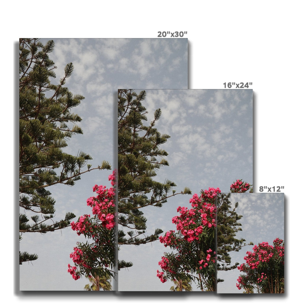 Aesthetic Sky & Pink Flowers Canvas