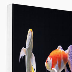 Mesmerising Koi Fish Canvas