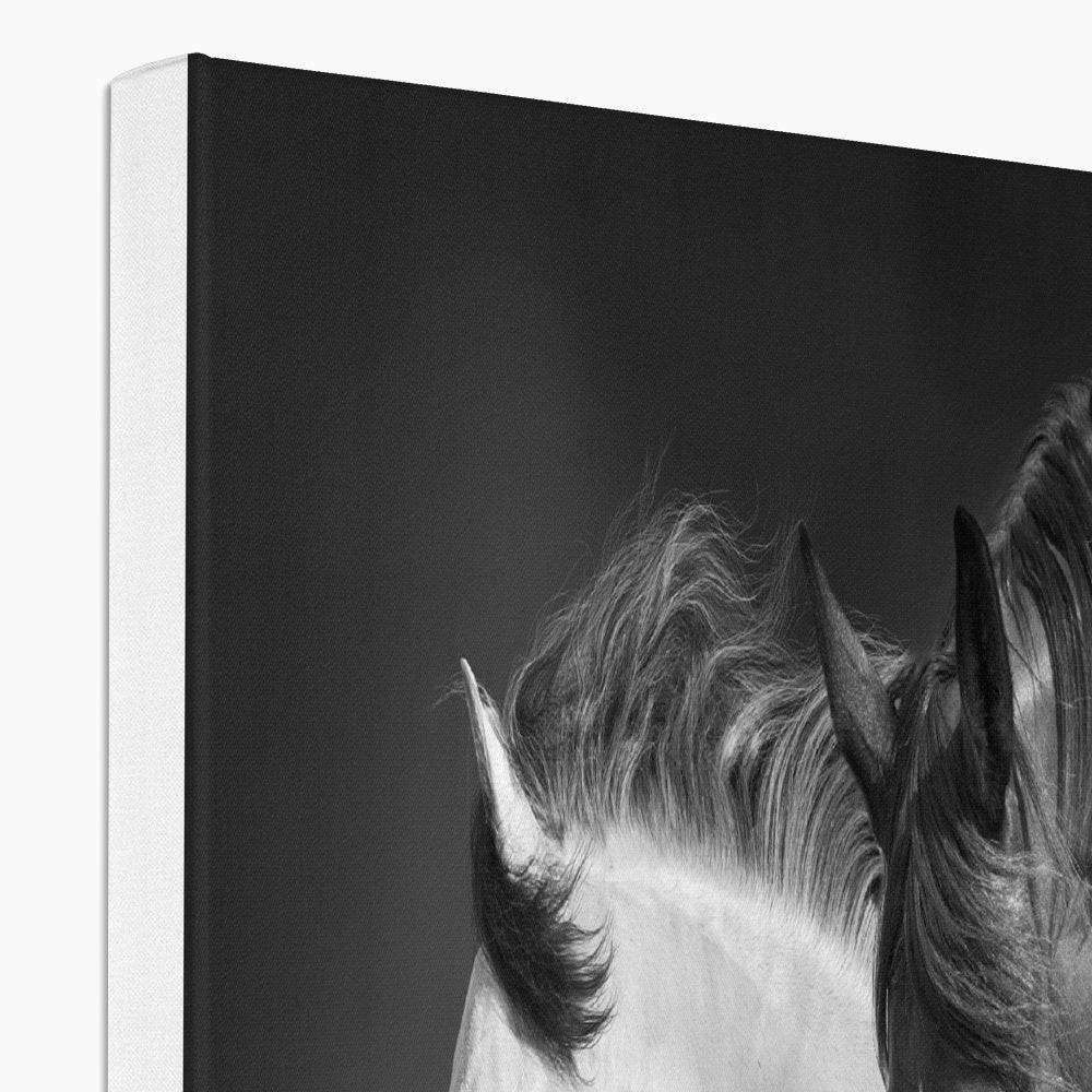 Black & White Horses Painting Canvas