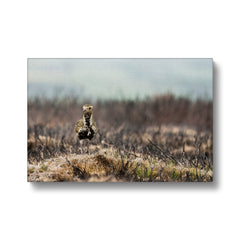 Golden Plover Chick Natural Beauty Canvas